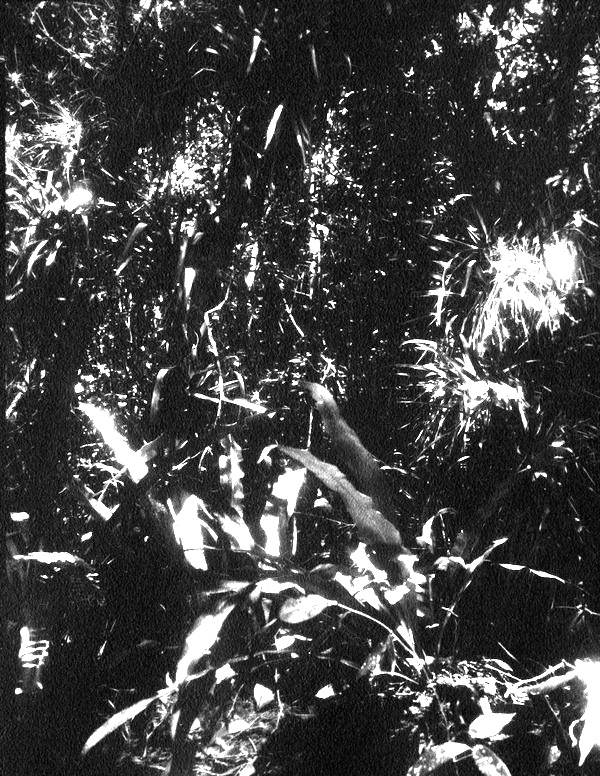 Campyloneuron phyllitidis