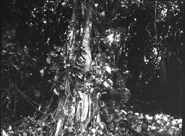 Taxodium swamp along Lake Okeechobee