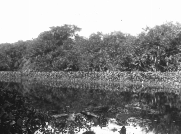 Water hyacinth and pond apple along Anderson Creek