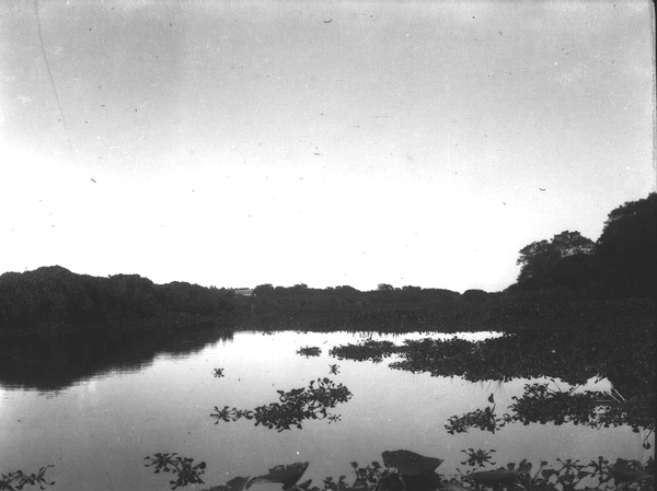 Pond apple and water hyacinth at Pelican Lake