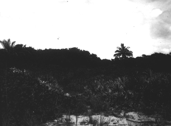 Coccolobis uvifera, saw palmetto, coconut palms and Red mangroves