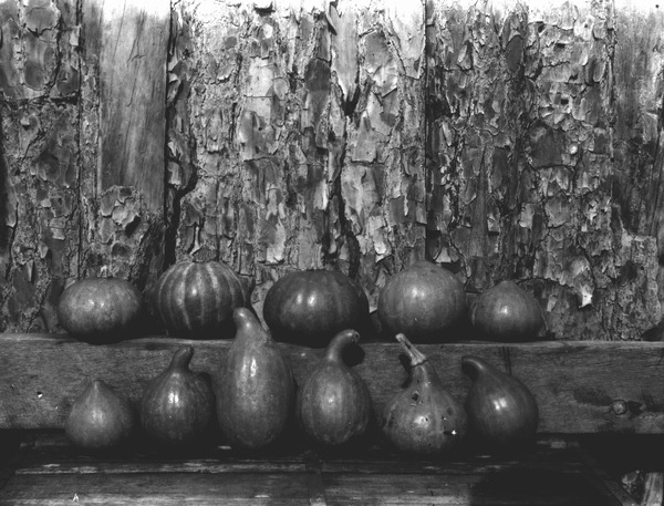 Seminole Indian pumpkins from Wild Cat