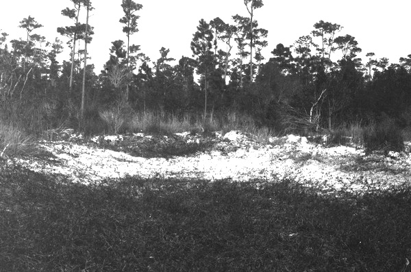 Florida Memory • Sand ridge with pines