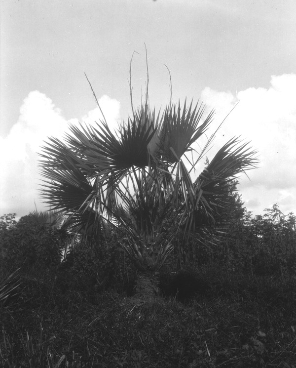 Sabal deeringiana