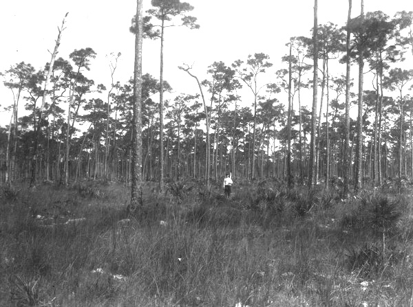 George or John Small, Jr. in pine scrub