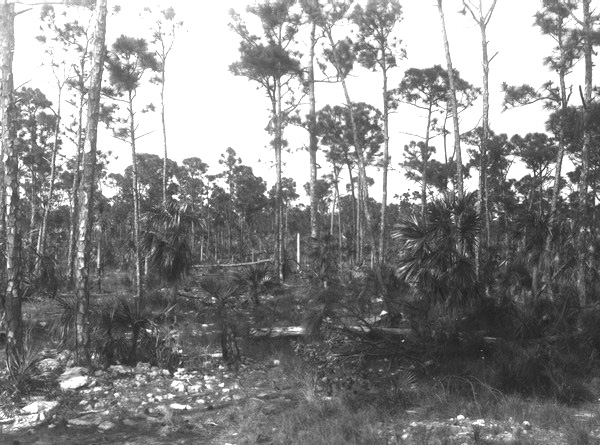 Scrub pine
