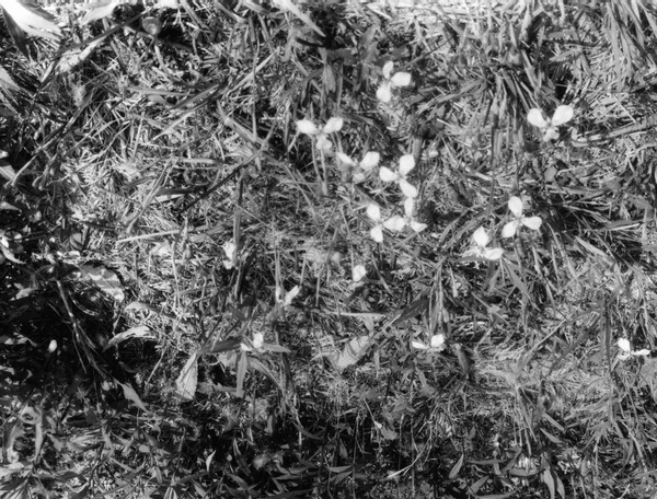 Plants