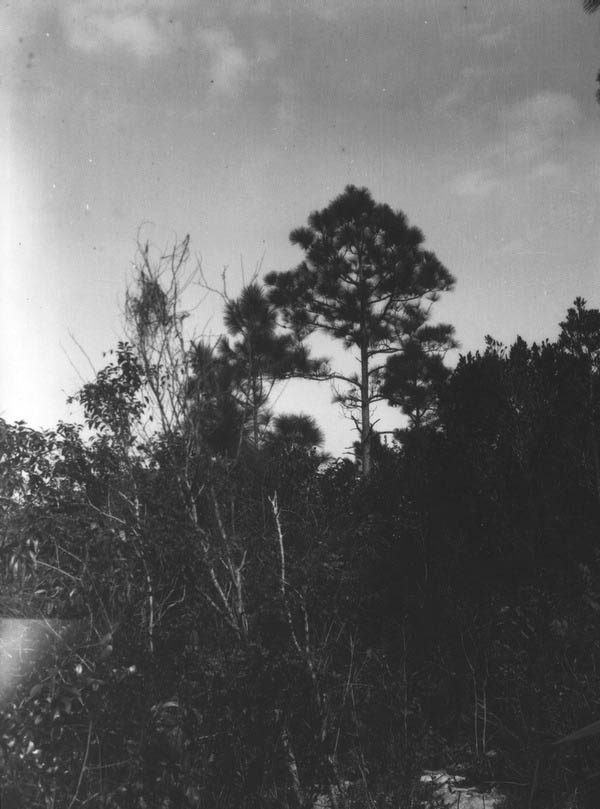 Pine
