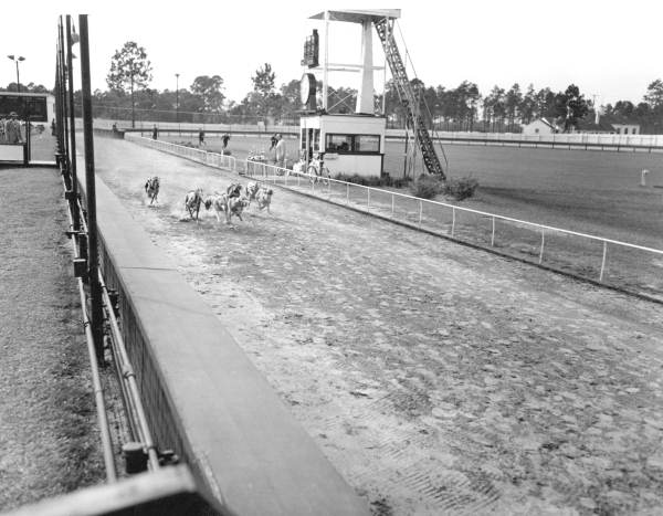Dogs in a race