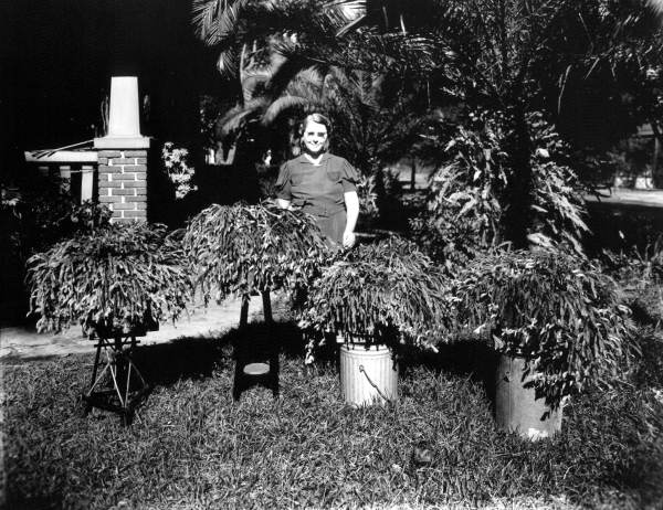 Woman with Christmas cactus.