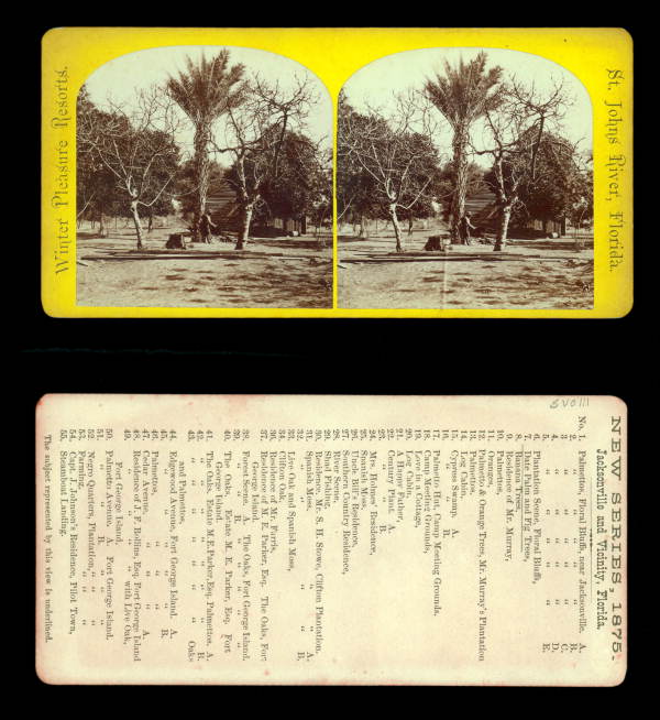Date Palm and Fig Trees, near Jacksonville.