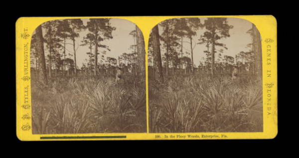 In the Piney Woods, Enterprise, Florida.