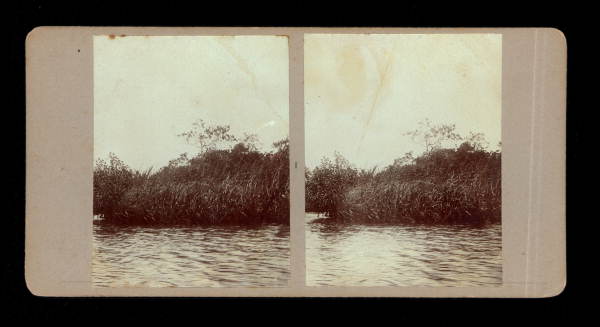 Grass at the fork in an unidentified river