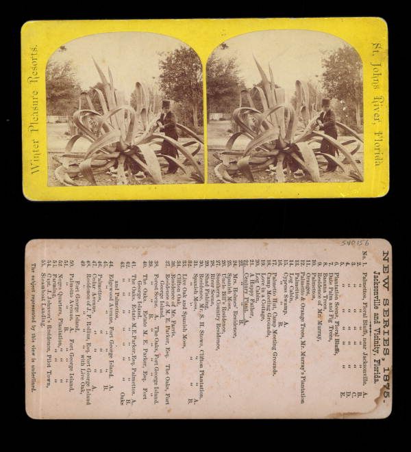 Century plant.