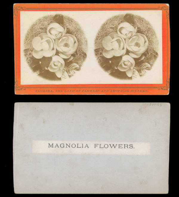 Magnolia flowers