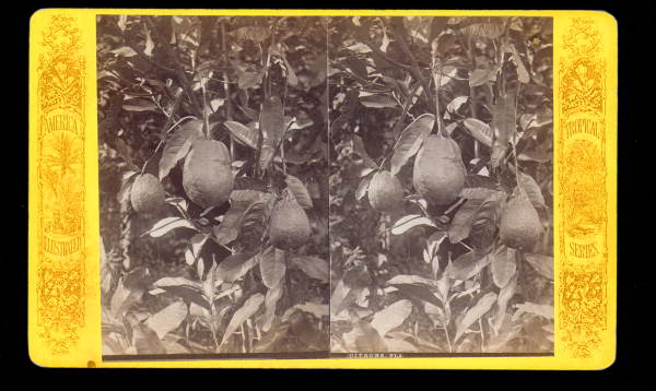 Citron fruits