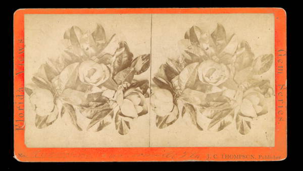 Magnolias - Jacksonville, Florida.