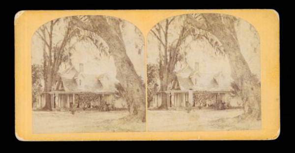 Live oak tree in front of Mrs. H.B. Stowe's house - Mandarin, Florida