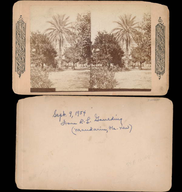 Date Palm, Mandarin, Florida.