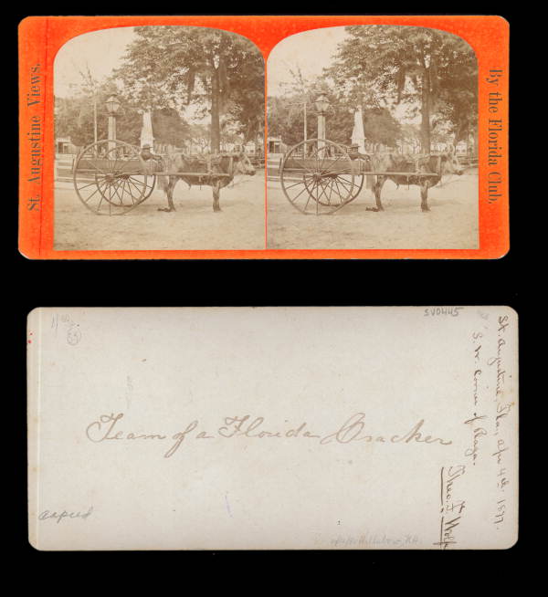 Boy in cart drawn by ox - Saint Augustine, Florida