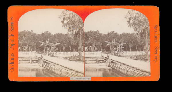 Col. Hart's Orange Grove.