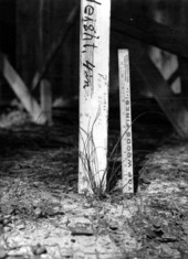Two year growth check of longleaf pine seedling.