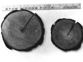 Cross section of pine.