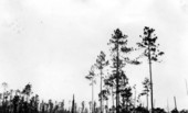 Two large trees left for seed trees