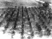 Tree plantation view from half-way up tower