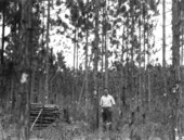 Longleaf pine cut to thin stand