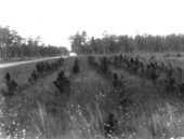 Two-year-old slash pine plantation