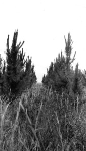 Slash pine planted February 1930