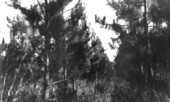 Unpruned slash pine