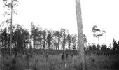 Morrisons thinning plots - Leon County, Florida
