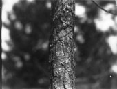 Young slash pine pruned two years ago