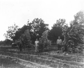 Three year old blue gum (Eucalyptus globulus) trees