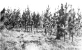 Slash pine under protection