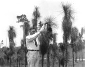 Fully developed cone on 6-foot longleaf pine