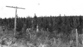 Slash pine planted February 1930