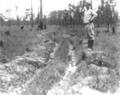 Plowed fire line made in late Spring 1931