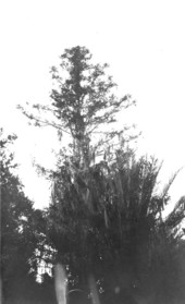 Aurancaria bedwilli, or "monkey puzzle" tree