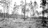 Cattle grazing