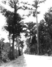 Bald cypress trees along Kissimmee Highway