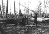 Fire damage in slash pine and cypress swamp