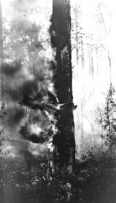 Fire burning pine tree at faces cut for turpentining