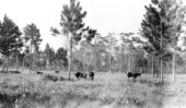 Cattle grazing in pinelands