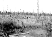 Typical cutover cypress pond.