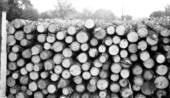 Cord of small-sized bolts