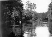 Suwannee River