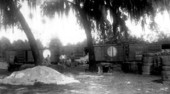 Robert Benjamin Roberts and his associates loading bales of Sea Island cotton into a boxcar - Worthington Springs, Florida